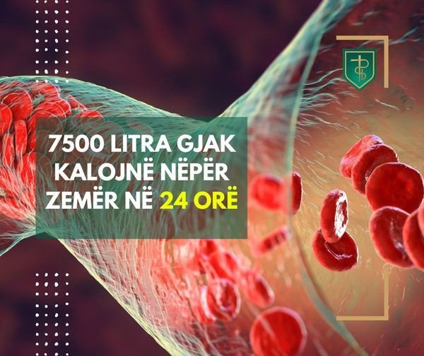 7500 litra gjak kalojnë nëpër zemër në 24 orë