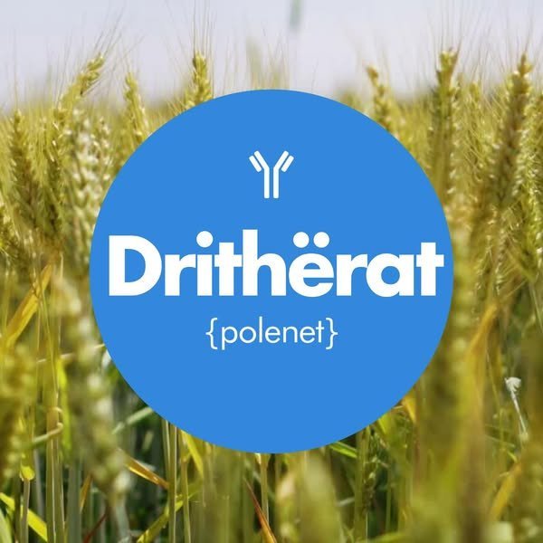 Drithërat