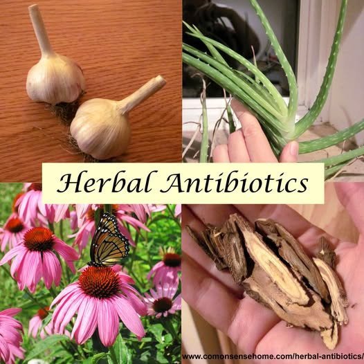 Herbal Antibiotics