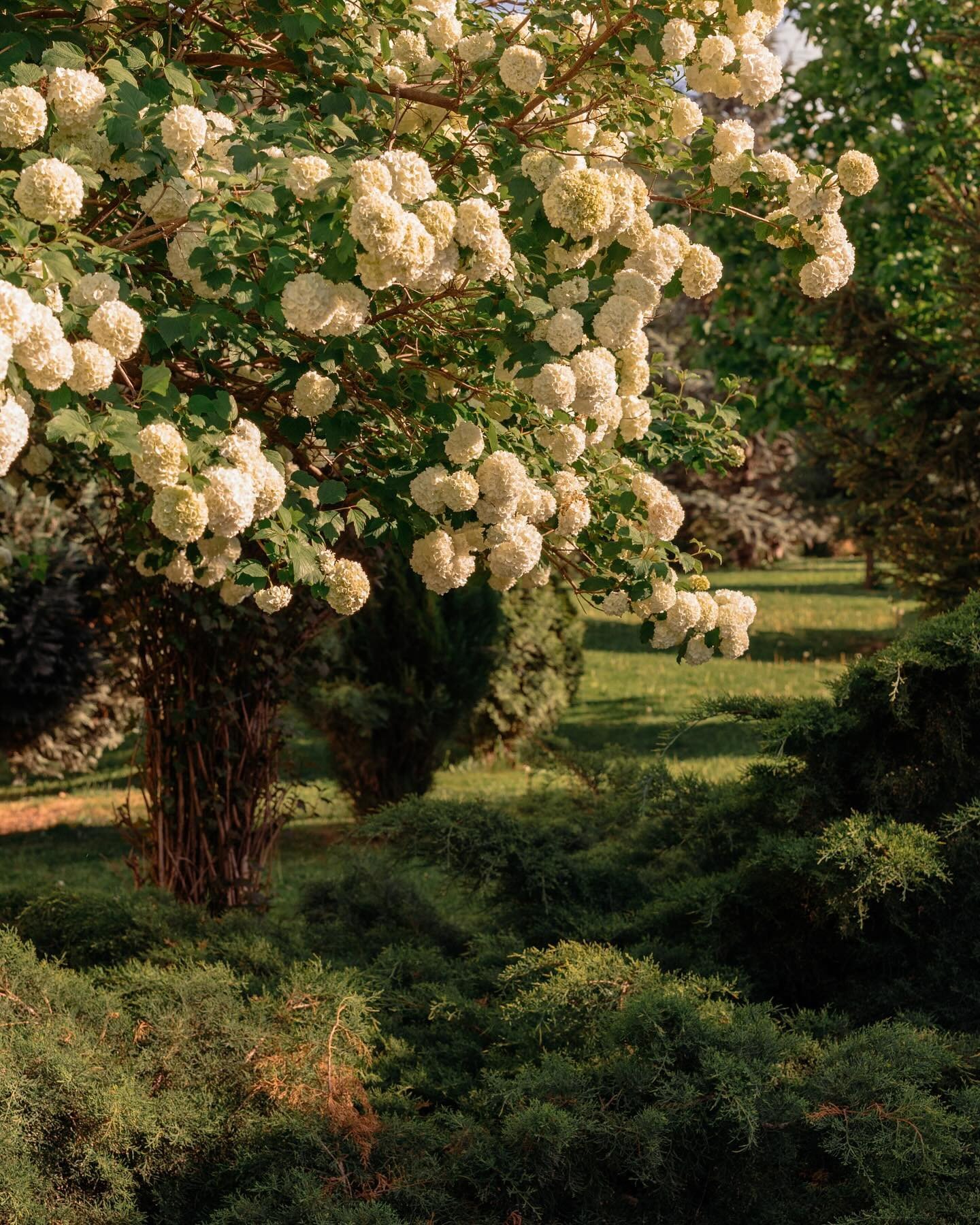 Peaceful garden views in full bloom
