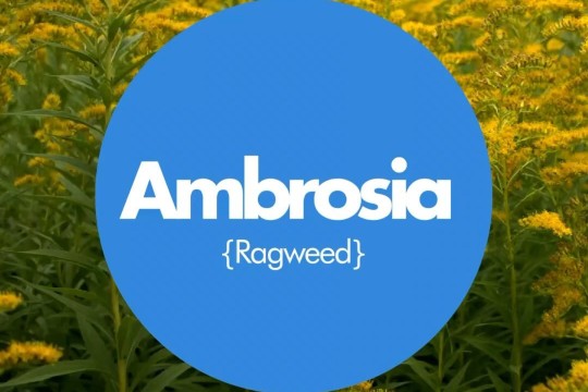 Alergjia-Astma -Ambrosia
